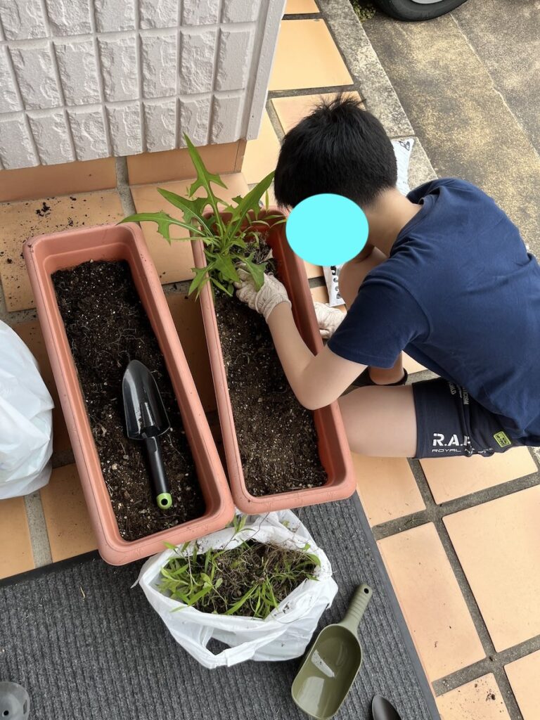 植物を植える